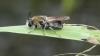 Stratiomys longicornis